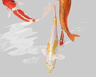 《刺客信条：影》DLC“淡路之爪”细节 10小时内容、当地寻宝